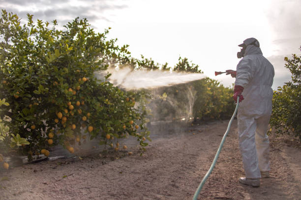 Best Emergency Pest Control  in Ruhenstroth, NV