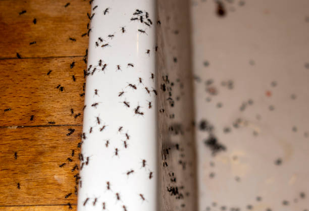 Flea Control Services in Ruhenstroth, NV