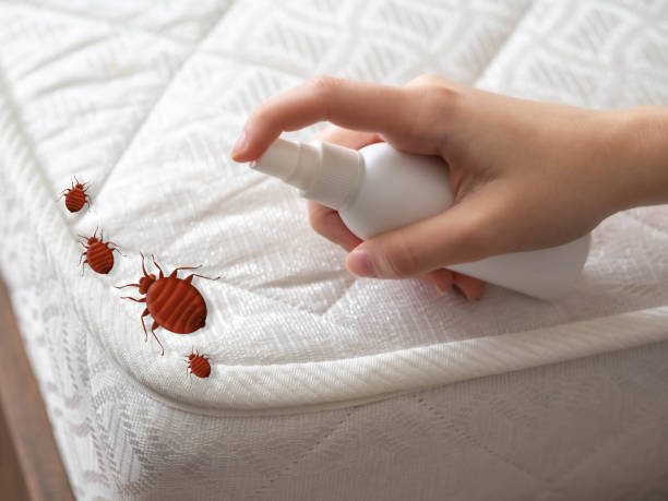 Best Bed Bug Extermination  in Ruhenstroth, NV
