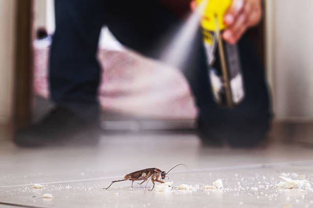 Best Pest Control for Businesses  in Ruhenstroth, NV