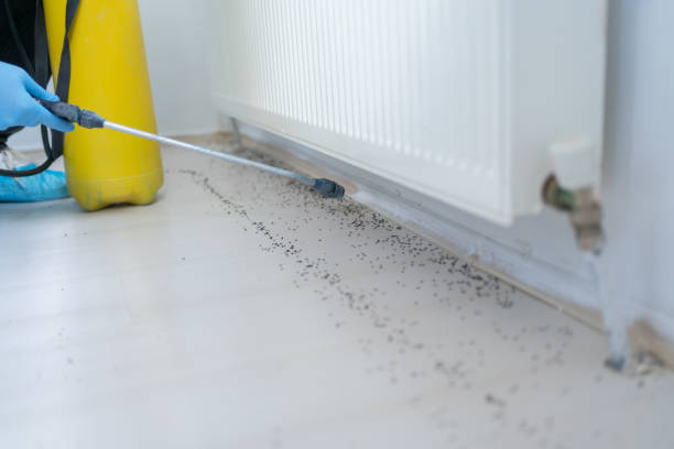 Flea Control Services in Ruhenstroth, NV